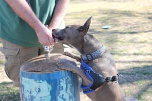 That's a thirsty dog! 