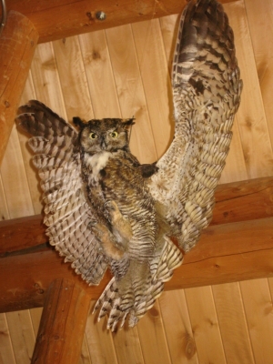 Stuffed owl 