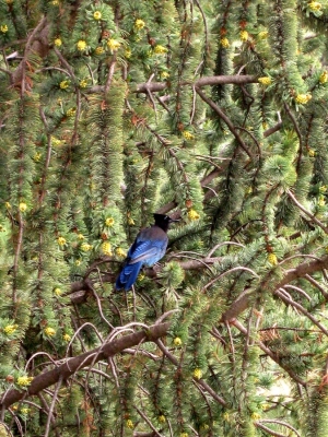 Loud a blue bird
