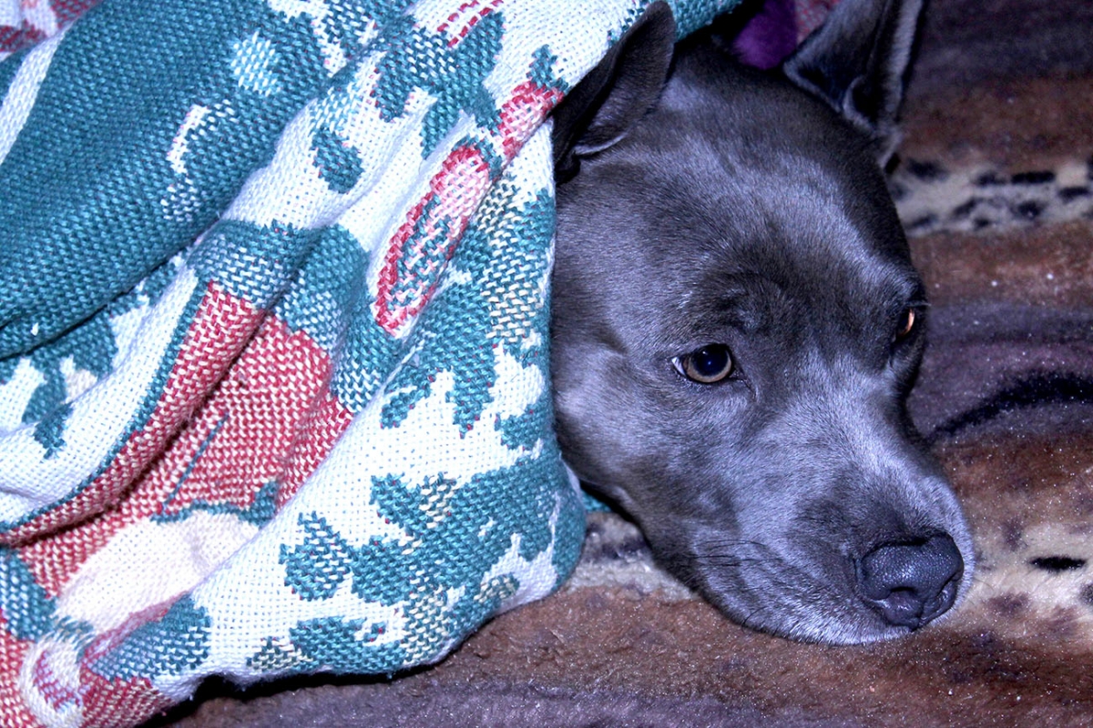 Snuggle dog