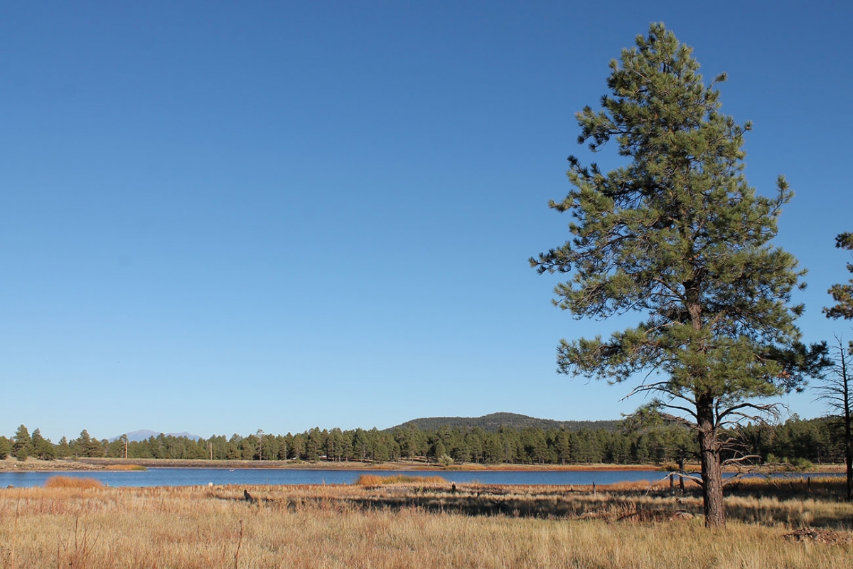 Williams, AZ 